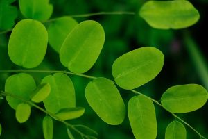 Moringa Benefits of Moringa